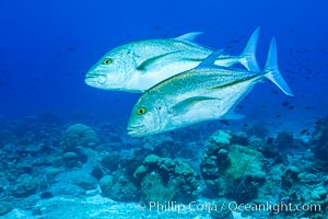 Blue-spotted jacks and coral reef, Clipperton Island