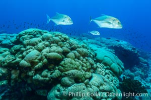 Blue-spotted jacks and coral reef, Clipperton Island, Porites lobata