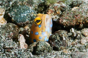 The blue-spotted jawfish is a species of jawfish native to the Gulf of California. It is an inhabitant of reefs where it is found in large colonies at depths of around 12 metres. This species hides in its burrow at night, completely sealing the entrance. Every morning, it rebuilds the burrow entrance, Opistognathus rosenblatti, Isla Angel de la Guarda, Baja California, Mexico