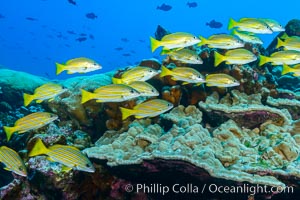 Blue-striped Snapper over coral reef, Lutjanus kasmira, Clipperton Island