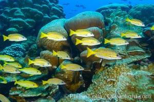 Blue-striped Snapper over coral reef, Lutjanus kasmira, Clipperton Island