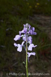 Blue toadflax, Batiquitos Lagoon, Carlsbad, Linaria canadensis