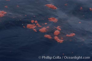 Blue whale feces take on the same color as the whales recent food, in this case likely krill or red crabs. Coronado Islands, Baja California, Balaenoptera musculus, Coronado Islands (Islas Coronado)