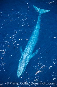 Blue whale, Balaenoptera musculus