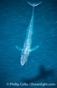 Blue Whale Photos