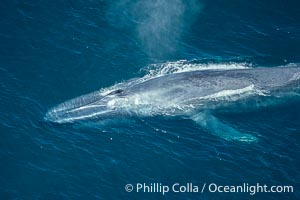 Blue whale, blowhole open, Balaenoptera musculus