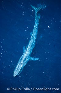 Blue whale swims at the ocean surface in the open ocean, aerial view, Balaenoptera musculus