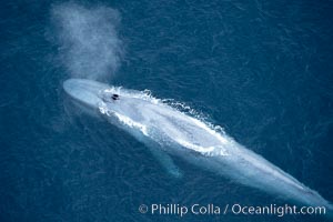 Blue whale, exhaling in a huge blow as it swims at the surface between deep dives.  The blue whale's blow is a combination of water spray from around its blowhole and condensation from its warm breath, Balaenoptera musculus, La Jolla, California