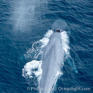Blue whale, swimming through the open ocean, Balaenoptera musculus, La Jolla, California