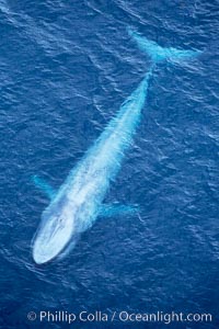 Blue whale.  The entire body of a huge blue whale is seen in this image, illustrating its hydronamic and efficient shape, Balaenoptera musculus, La Jolla, California