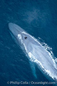 Blue whale, exhaling in a huge blow as it swims at the surface between deep dives.  The blue whale's blow is a combination of water spray from around its blowhole and condensation from its warm breath, Balaenoptera musculus, La Jolla, California