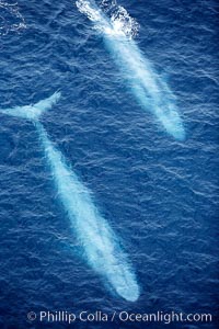 Blue whales, two blue whales swimming alongside one another, Balaenoptera musculus, La Jolla, California