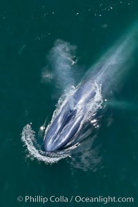 Enormous blue whale, exhaling as it surfaces from a dive, aerial photo.  The blue whale is the largest animal ever to have lived on Earth, exceeding 100' in length and 200 tons in weight, Balaenoptera musculus, Redondo Beach, California