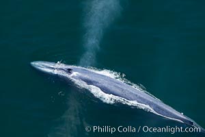 Blue whale, exhaling as it surfaces from a dive, aerial photo.  The blue whale is the largest animal ever to have lived on Earth, exceeding 100' in length and 200 tons in weight, Balaenoptera musculus, Redondo Beach, California