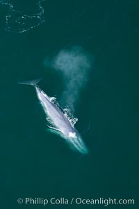Blue whale, exhaling as it surfaces from a dive, aerial photo.  The blue whale is the largest animal ever to have lived on Earth, exceeding 100' in length and 200 tons in weight, Balaenoptera musculus, Redondo Beach, California