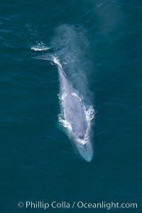 Blue whale swims at the surface of the ocean in this aerial photograph.  The blue whale is the largest animal ever to have lived on Earth, exceeding 100' in length and 200 tons in weight, Balaenoptera musculus, Redondo Beach, California