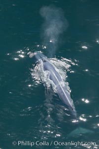 Blue whale, exhaling as it surfaces from a dive, aerial photo.  The blue whale is the largest animal ever to have lived on Earth, exceeding 100' in length and 200 tons in weight, Balaenoptera musculus, Redondo Beach, California