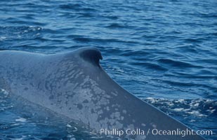 An enormous blue whale rounds out (hunches up its back) before diving.  Note the distinctive mottled skin pattern and small, falcate dorsal fin. Open ocean offshore of San Diego, Balaenoptera musculus