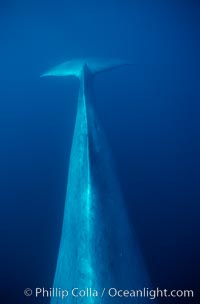 Blue whale, dorsal aspect of peduncle stem and fluke, Baja California, Balaenoptera musculus