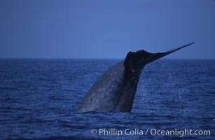 Blue whale, lifting fluke before diving, Baja California, Balaenoptera musculus