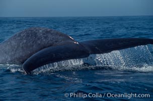 Blue Whale Photos