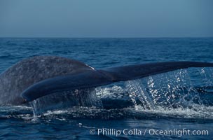 Blue whale fluking up before a dive,  Baja California (Mexico), Balaenoptera musculus