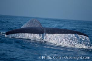 Blue whale fluking up, raising its tail, before a dive in the open ocean, Balaenoptera musculus