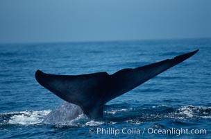 Blue whale fluke,  Baja California (Mexico), Balaenoptera musculus