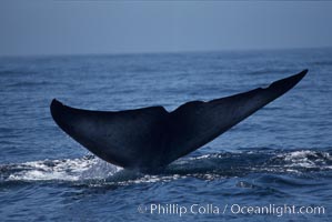 Blue whale, raising fluke prior to dive, Baja California, Balaenoptera musculus
