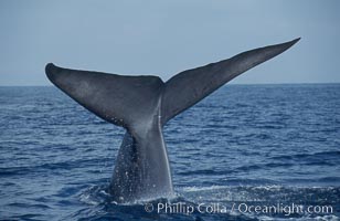 An enormous blue whale raises its fluke (tail) high out of the water before diving.  Open ocean offshore of San Diego, Balaenoptera musculus