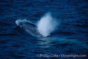 Blue whale surfacing, Balaenoptera musculus, San Miguel Island