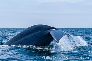 A blue whale raises its fluke before diving in search of food.  The blue whale is the largest animal on earth, reaching 80 feet in length and weighing as much as 300,000 pounds.  Near Islas Coronado (Coronado Islands), Balaenoptera musculus, Coronado Islands (Islas Coronado)