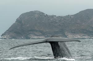 A blue whale raises its fluke before diving in search of food.  The blue whale is the largest animal on earth, reaching 80 feet in length and weighing as much as 300,000 pounds.  North Coronado Island is in the background, Balaenoptera musculus, Coronado Islands (Islas Coronado)