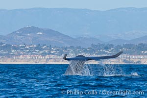 Blue whale fluking up (raising its tail) before a dive to forage for krill, La Jolla, California