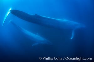 Blue Whale Photos