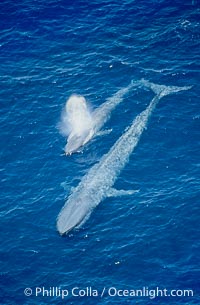 largest blue whale