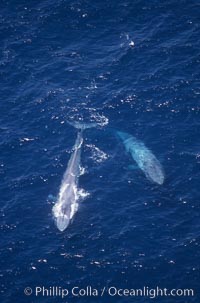 Blue whale mother and calf,  Baja California (Mexico), Balaenoptera musculus