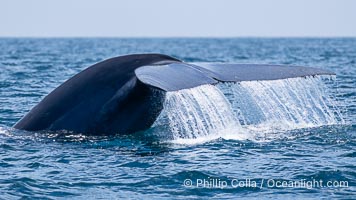 Blue whale, raising fluke prior to diving for food, fluking up, lifting tail as it swims in the open ocean foraging for food, Balaenoptera musculus, San Diego, California