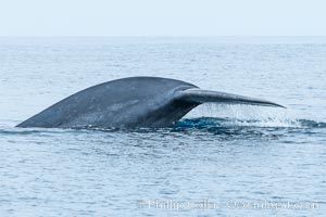 Blue whale raising fluke, prior to diving for food, fluking up, lifting its tail as it swims in the open ocean foraging for food, Balaenoptera musculus, San Diego, California