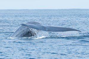 Blue whale raising fluke, prior to diving for food, fluking up, lifting its tail as it swims in the open ocean foraging for food, Balaenoptera musculus, San Diego, California
