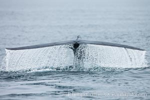 Water falling from a blue whale fluke as the whale dives to forage for food in the Santa Barbara Channel, Balaenoptera musculus, Santa Rosa Island, California