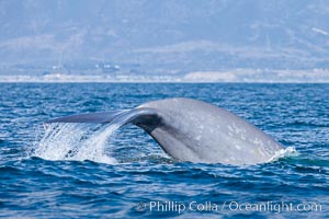 Blue whale, raising fluke prior to diving for food, fluking up, lifting tail as it swims in the open ocean foraging for food, Balaenoptera musculus, Dana Point, California