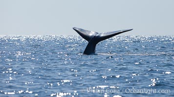 Blue whale, raising fluke prior to diving for food, fluking up, lifting tail as it swims in the open ocean foraging for food, Balaenoptera musculus, Dana Point, California