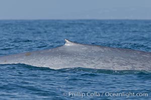 Whale Dorsal Fin Photo, Whale Dorsal Fin photos, Natural History ...