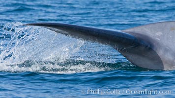 Blue whale, raising fluke prior to diving for food, fluking up, lifting tail as it swims in the open ocean foraging for food, Balaenoptera musculus, Dana Point, California