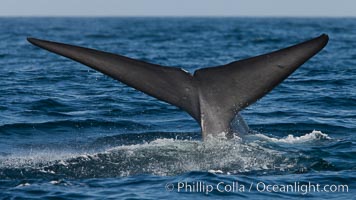 Blue whale, raising fluke prior to diving for food, fluking up, lifting tail as it swims in the open ocean foraging for food, Balaenoptera musculus, Dana Point, California