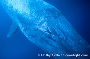 Blue whale, blowhole of inquisitive adult, underwater view close up, Balaenoptera musculus