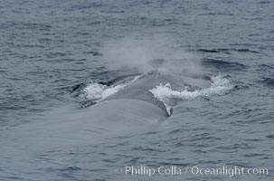 A blue whale blows (spouts) just as it surfaces after spending time at depth in search of food.  Offshore Coronado Islands, Balaenoptera musculus, Coronado Islands (Islas Coronado)