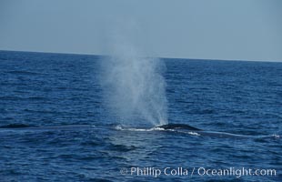 A blue whale blows (spouts) just as it surfaces after spending time at depth in search of food.  Open ocean offshore of San Diego, Balaenoptera musculus