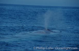 A blue whale blows (spouts) just as it surfaces after spending time at depth in search of food.  Open ocean offshore of San Diego, Balaenoptera musculus